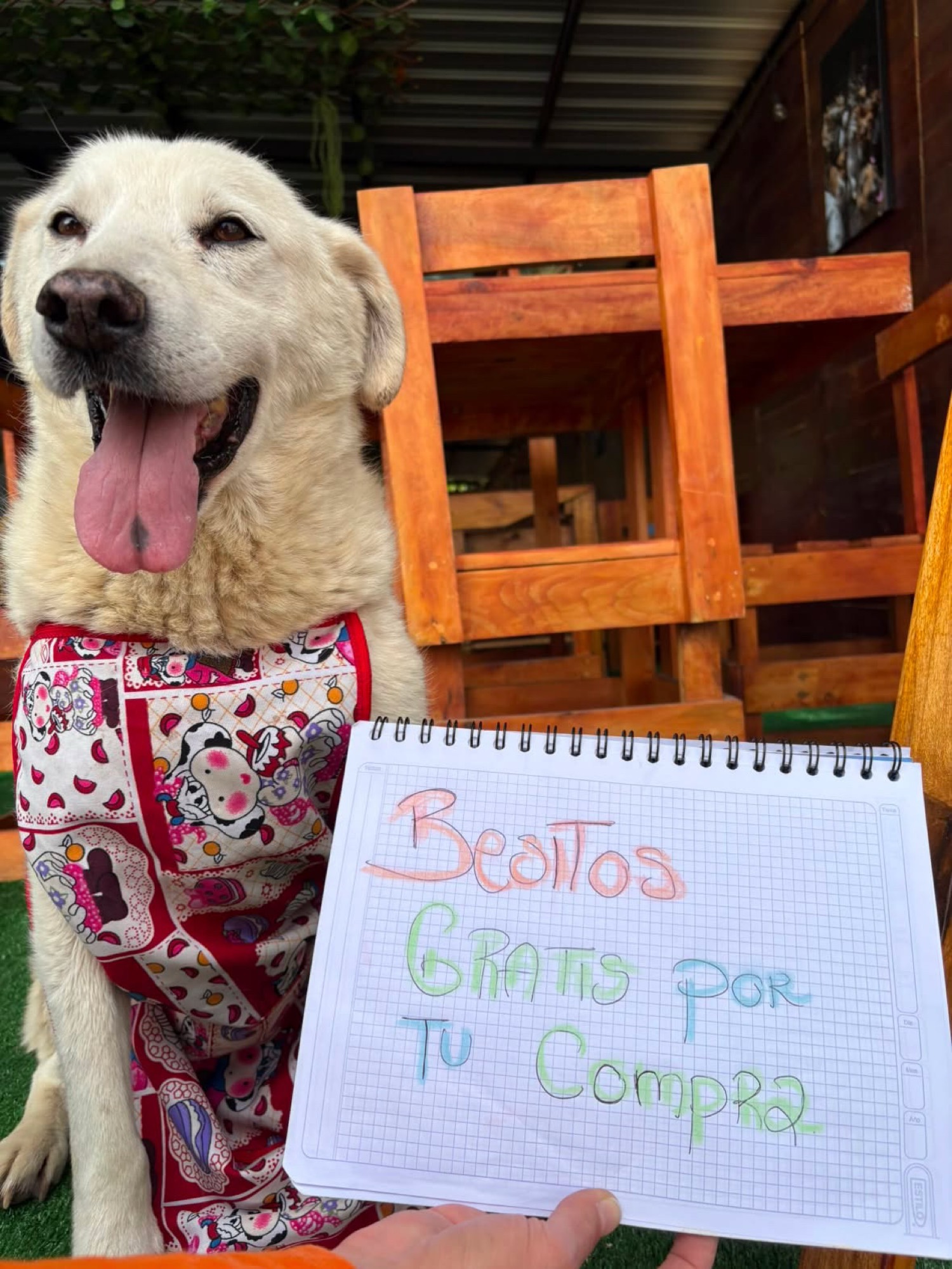 Lucky, el perro crema de la cafetería, con delantal y una sonrisa enorme