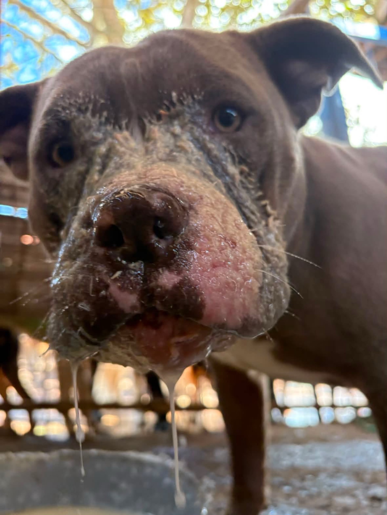 Rescatado en recuperación, parte de la familia de Lucky
