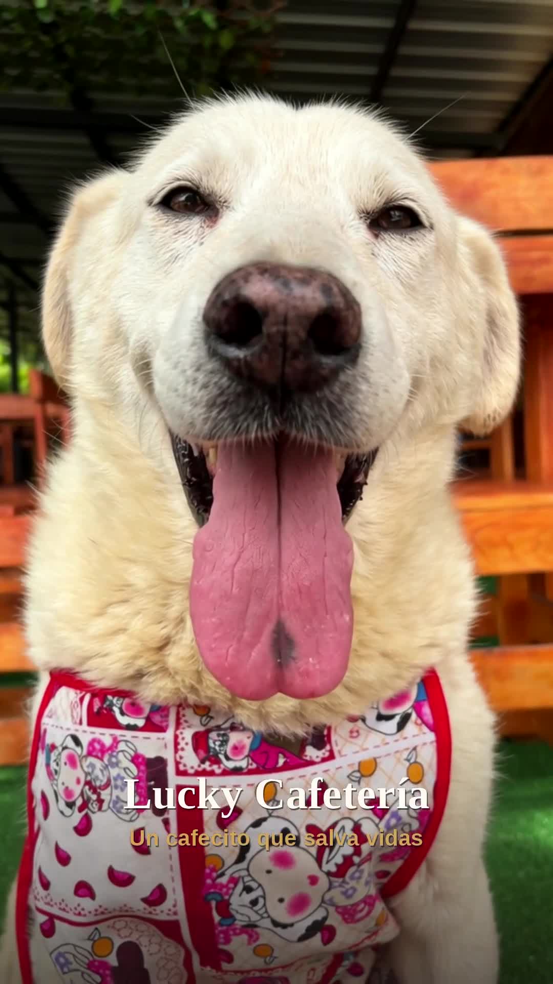 Lucky, el perro de la cafetería, te invita a visitarlos